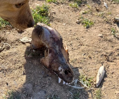 Hayvan sevgisini istismar etti, k&ouml;pekler a&ccedil;ıktan birbirini yedi
