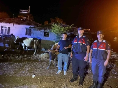 Hayvanları kaybolan çiftçinin imdadına Jandarma ekipleri yetişti
