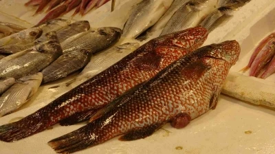 Hint Okyanusu&rsquo;na &ouml;zg&uuml; &lsquo;portakal benekli lagos&rsquo; Mersin&rsquo;de tezgaha &ccedil;ıktı
