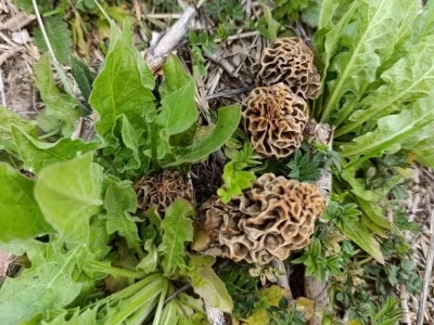 Hisarcık&rsquo;ta kuzug&ouml;beği sezonu a&ccedil;ıldı
