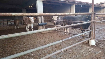 Hisarcık&rsquo;ta şap karantinası kaldırıldı
