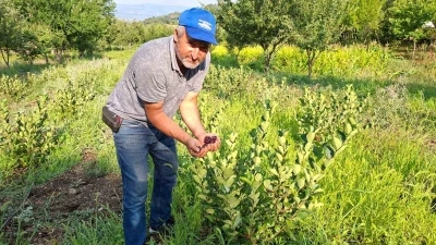 Hisarcıklı çiftçinin deneme amacıyla diktiği aronyalar ilk meyvelerini verdi
