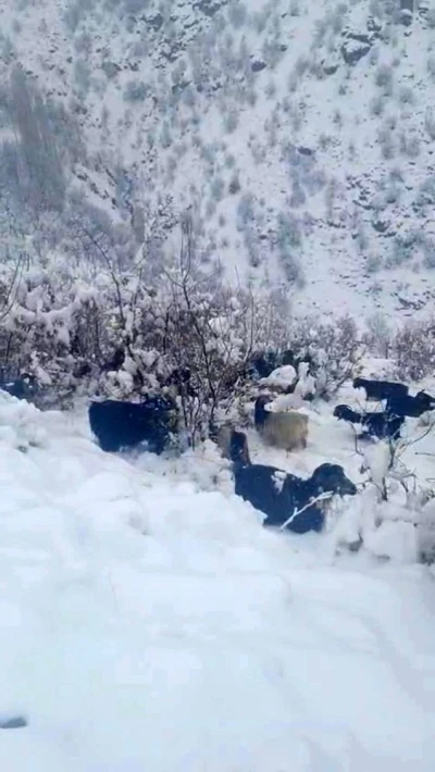 Hizan&rsquo;da kar yağışı, s&uuml;r&uuml;y&uuml; hazırlıksız yakaladı
