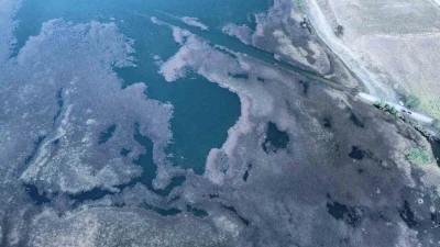 Hızla yayılan yosun ve sazlıklar göleti kapladı
