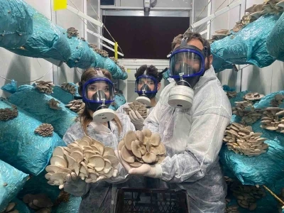 Hobi olarak başladığı mantar yetiştiriciliğinde g&uuml;nde 1 tona yakın hasat elde ediyor
