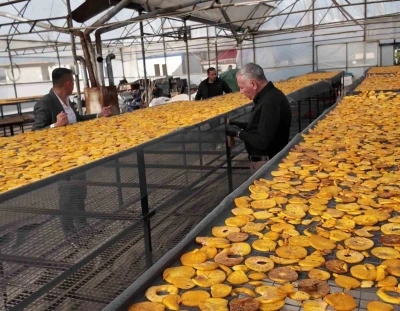 Honaz’ın meşhur cennet hurması bu kez cips olarak damakları şenlendirecek
