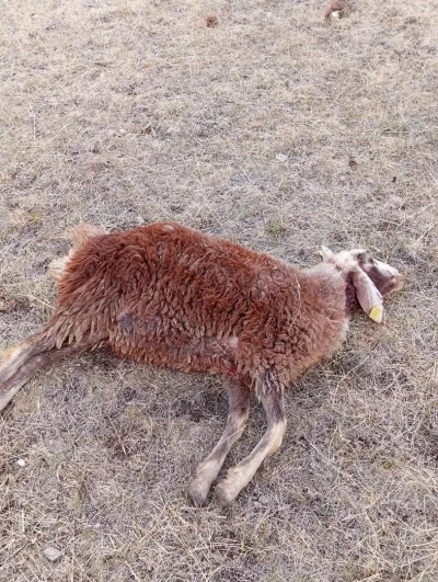 Horasan’da kurtlar sürüye daldı: 3 koyun telef oldu
