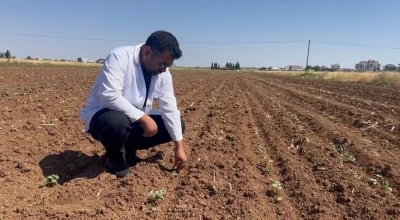 Hububat hasadıyla birlikte pamuk tarlalarını bekleyen tehlike

