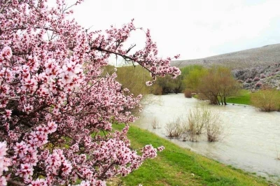 Hurman &Ccedil;ayı &ccedil;evresinde yabani bademler pembe &ccedil;i&ccedil;ek a&ccedil;tı
