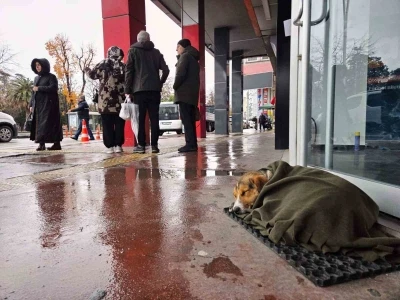 İ&ccedil; ısıtan hareket: Soğuktan titreyen k&ouml;peği şalla sardılar
