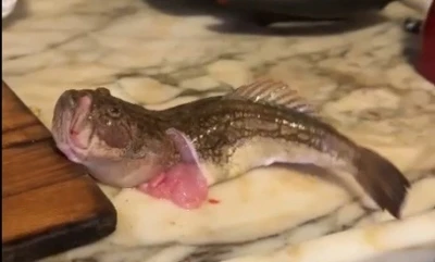 İ&ccedil;i temizlenen balık dakikalarca &ccedil;ırpınmaya devam etti
