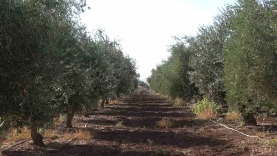 İdil’de zeytini don vurdu
