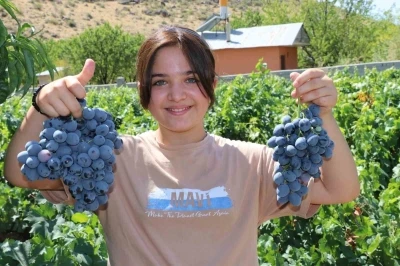 İki asırlık Üzümlü’nün bağlarında Cimin üzümü hasadı başladı

