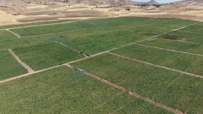 İki bin dönüme domates eken üretici: &quot;Dışarıda 25 liraya alacağınıza tarladan 8 liraya alın&quot;
