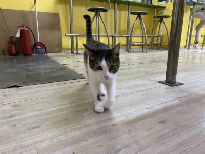 İki defa terk edilen kediye işletmeci sahip çıktı
