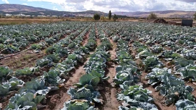İklim değişikliği dev lahanaları vurdu, çiftçiler büyük hayal kırıklığına uğradı
