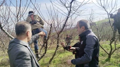 İl M&uuml;d&uuml;r&uuml; Ayvalık budama &ccedil;alışmalarını yerinde inceledi
