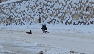 İl&ccedil;e beyaza b&uuml;r&uuml;nd&uuml;, a&ccedil; kalan kargalar sokaklara indi
