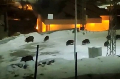 İl&ccedil;e merkezine inen domuz s&uuml;r&uuml;s&uuml; kamerada
