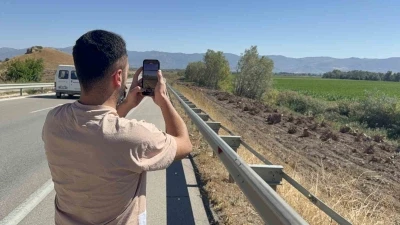İlçenin simgesi olmuştu, ağaç koridorundan geriye kökleri kaldı
