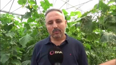 İlçesinde sera eksikliği gördü, 10 bin metrekarelik alana salatalık serası kurdu
