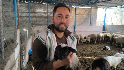 İlgi odağı olan &ccedil;ift başlı ve 4 g&ouml;zl&uuml; kuzu 1 g&uuml;n yaşayabildi
