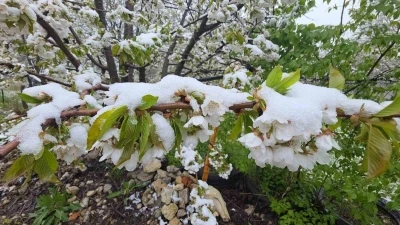 İlkbahar ortasında kış, &ccedil;i&ccedil;ek a&ccedil;an ağa&ccedil;lar kar altında
