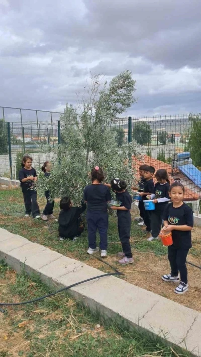 İlkokul öğrencileri okul bahçesindeki zeytin ağaçlarında hasat yaptı
