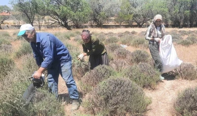 İmece usulü ektikleri lavantanın gelirini köylerinin ortak giderleri için kullanıyorlar
