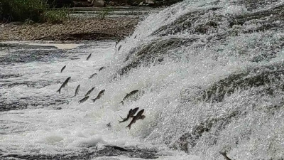 İnci kefalleri, Van G&ouml;l&uuml;&rsquo;ne d&ouml;k&uuml;len akarsulara girmesi i&ccedil;in gereken ekolojik şartları tamam
