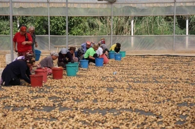 İncirlerini kurutmaya başlayan üreticilerin en büyük sıkıntısı hırsızlar
