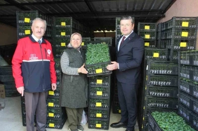 İnebolu&rsquo;da &ccedil;ift&ccedil;ilere 124 bin adet sebze fidesi dağıtıldı
