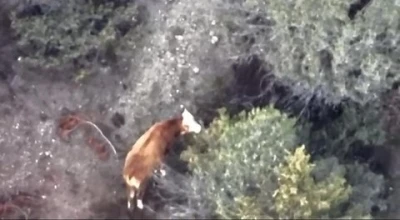 İneği kaybolan &ccedil;ift&ccedil;inin imdadına AFAD ve jandarma yetişti
