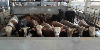 İneg&ouml;l Belediyesi Modern Hayvan Pazarı, y&uuml;zde 100&rsquo;e ulaştı
