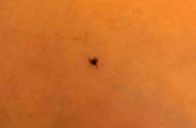 İneg&ouml;l&rsquo;de kene alarmı
