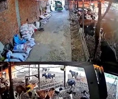 İnekler kaçıştı, kolonya şişeleri yerle bir oldu
