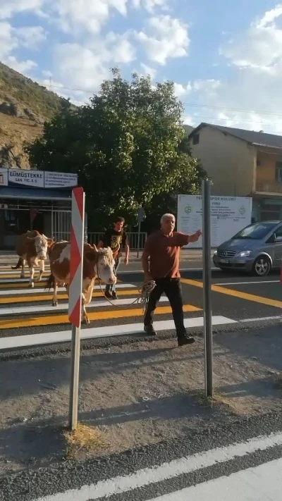 İnekler yaya geçidini kullandı, sahibi &quot;Mecburen&quot; dedi

