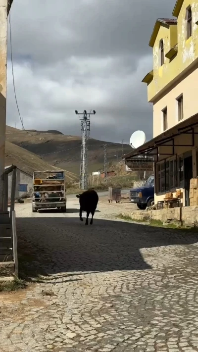 İneklerin yayladan hüzünlü ayrılığı sosyal medyada viral oldu
