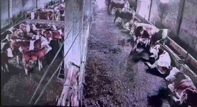 İnsanların hissetmediği depremi inekler hissetti
