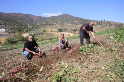 İsmi gibi tadıyla dikkat çeken şifa deposu tatlı patateste hasat başladı
