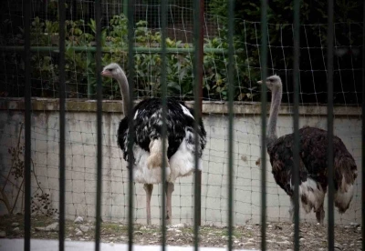 İspanya’da kuş gribi alarmı: Yüksek riskli bölgelerde kümes hayvanları kapalı tutulacak
