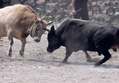 İspir&rsquo;de boğa g&uuml;reşleri nefes kesti
