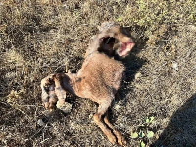 İstanbul’a bir günlüğüne iş seyahatine gitti, döndüğüne keçilerini parçalanmış halde buldu
