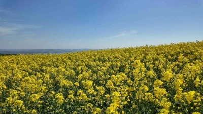 İstanbul&rsquo;da tarlalar sarıya boyandı

