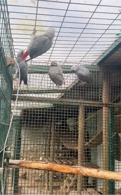 İstanbul Havalimanı&rsquo;nda 20 adet Afrika gri papağanı ele ge&ccedil;irildi
