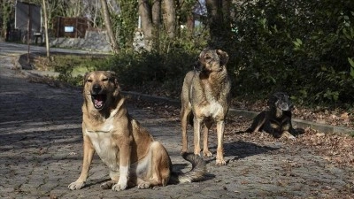 İstanbul Valisi G&uuml;l'den sahipsiz k&ouml;pek talimatı: Y&uuml;zde 46'sı toplandı! Belediyelere uyarı