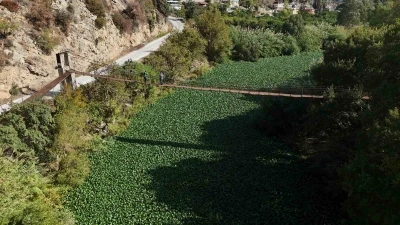 İstilacı su sümbülleri, Asi nehrini yeşile bürüyerek suyu görünmez hale getirdi

