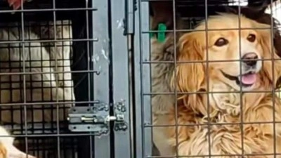 İyilik bahane vurgun şahane: Nevşehir'de hayvan ka&ccedil;ak&ccedil;ılığı iddiası!