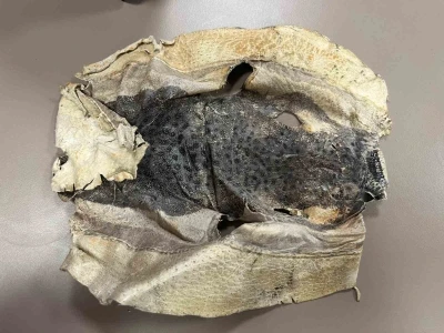 İzinsiz kullanılan Balon balığı projesi mahkemelik oldu
