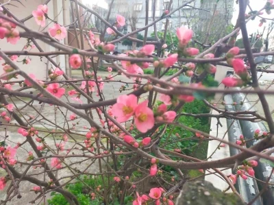 İzmir&rsquo;de ayva &ccedil;i&ccedil;ek a&ccedil;tı
